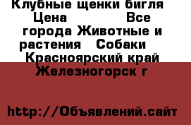 Клубные щенки бигля › Цена ­ 30 000 - Все города Животные и растения » Собаки   . Красноярский край,Железногорск г.